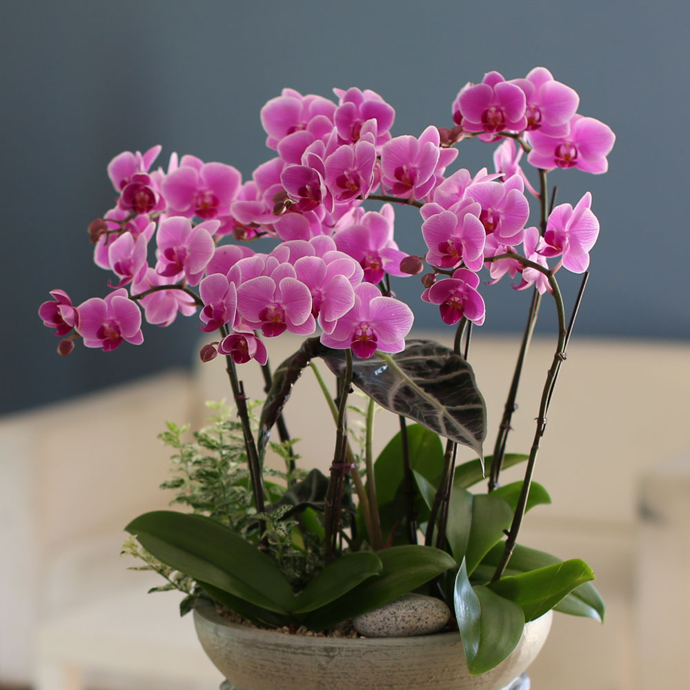 Graceful orchid flowers - 로맨틱 고급서양란 유니웨딩 (* 이미지 화기 품절로 변경됨)
