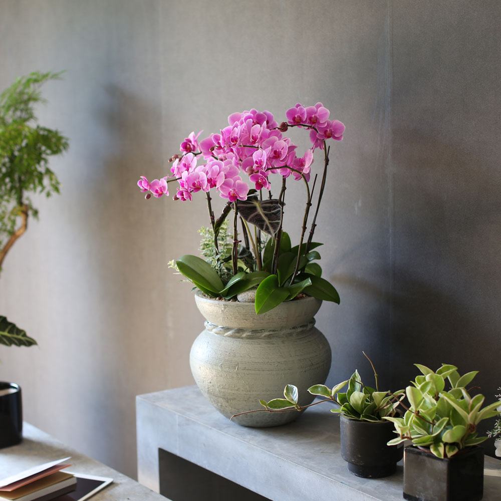 Graceful orchid flowers - 로맨틱 고급서양란 유니웨딩 (* 이미지 화기 품절로 변경됨)