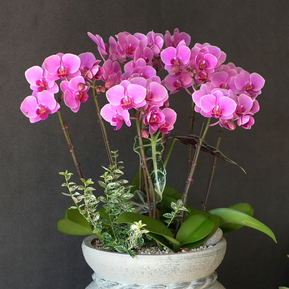 Graceful orchid flowers - 로맨틱 고급서양란 유니웨딩 (* 이미지 화기 품절로 변경됨)
