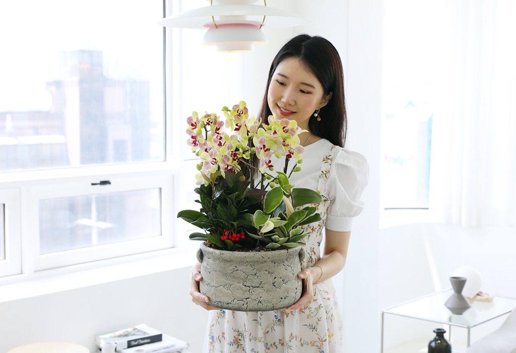존경하는 마음 담아 - 호접란 삼색조 (대)