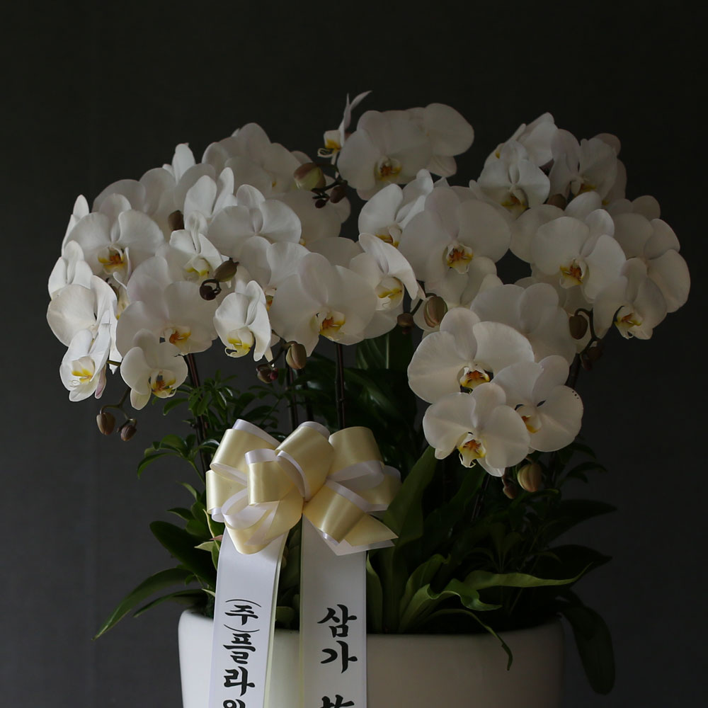 조문용 백색호접(2016.NO 1)