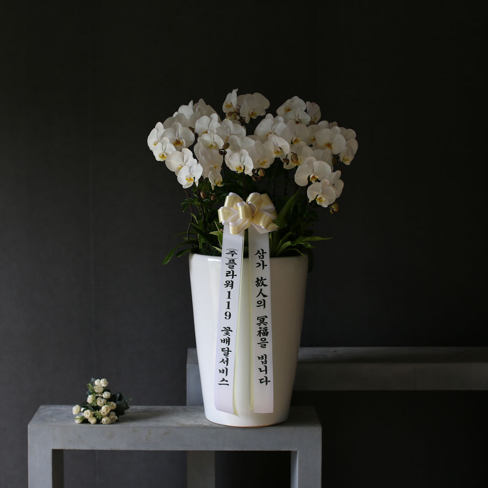 화이트 호접란