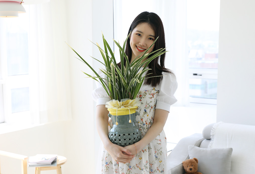 테이블위에 놓아도, 거실탁자위에 놓아도 손색이 크기가 크지 않아
좋습니다.
바람이 잘 통하고 반사광이 있으면 더욱 좋습니다.
실내의 적당한 온도에서도 잘 자라며,
물은 1주에 한회정도 흠뻑 줍니다.
