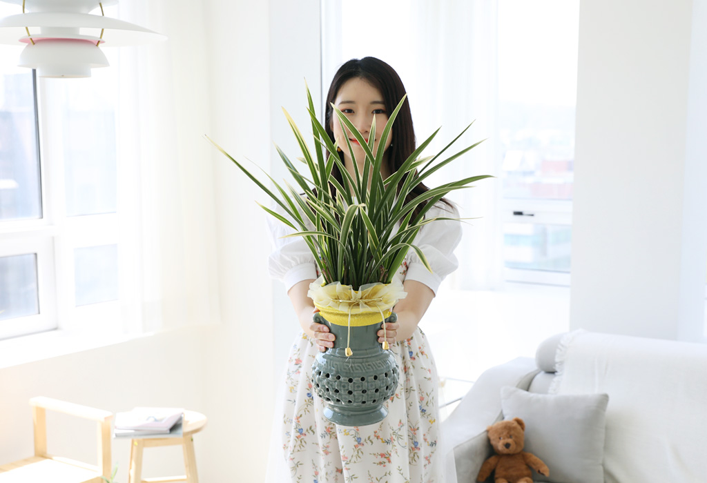 존경의 마음을 담은 동양란 - 잎이 무늬가 있는 황룡금(청투각)