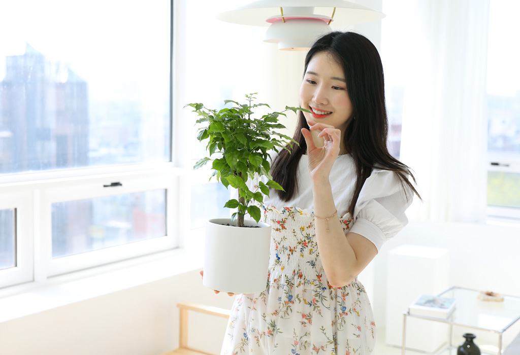 녹보수는 녹색의 보배나무라 하여 녹보수라하며, 많은 재복과 행운을 불러들인다는 설이 있으며, 포름알데히드, 암모니아 제거 효능이 뛰어납니다.