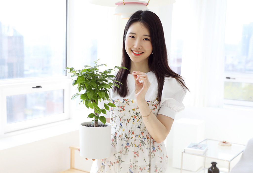 어디에서나 잘 자는 푸른 매력의 녹보수,
잎이 풍성하고 아름다워서 초록의 싱그러움을 오래 보실 수 있습니다.