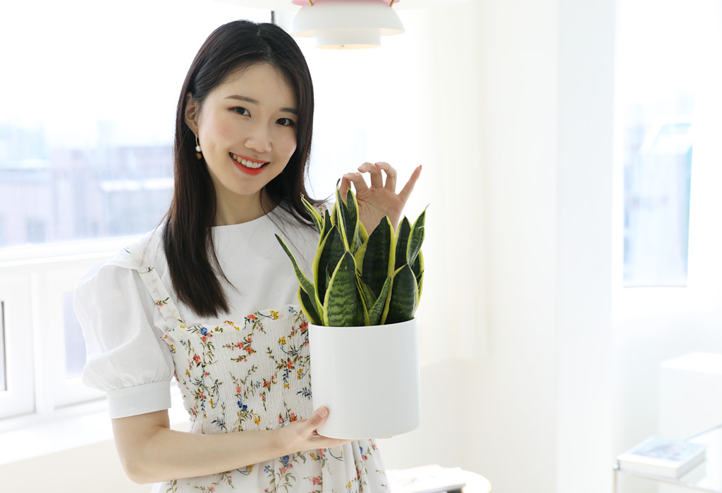 산세베리아는 음이온 생성, 이산화탄소 흡수, 산소 배출 등의 다양하고 이로운 효과를 가지고 있어요. 산세베리아와 마찬가지로 밤에 기공을 열어 숙면과 심신안정에 두움이 되는 식물입니다.