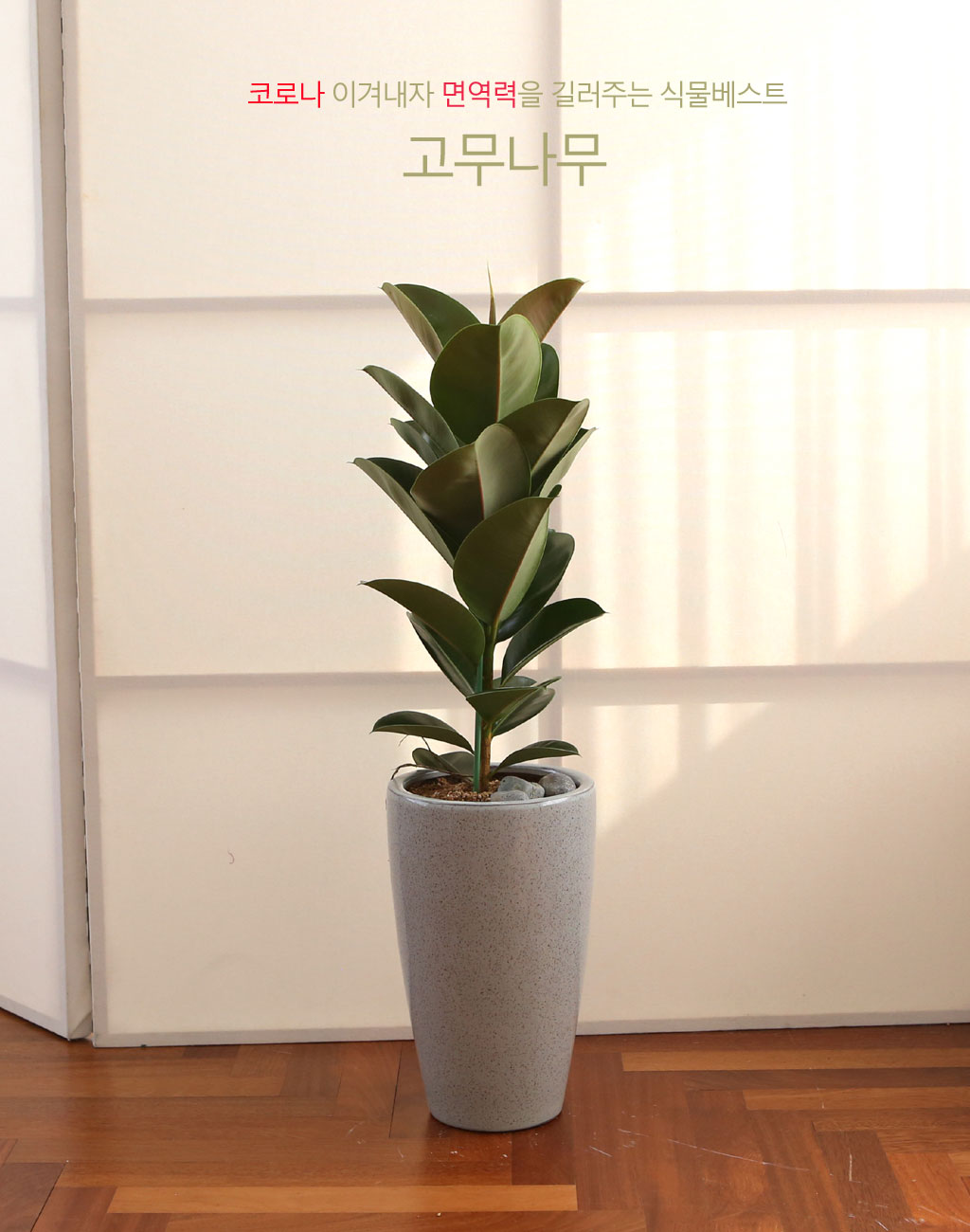 코로나이겨내자 면역력을 길러주는 식물베스트 -고무나무