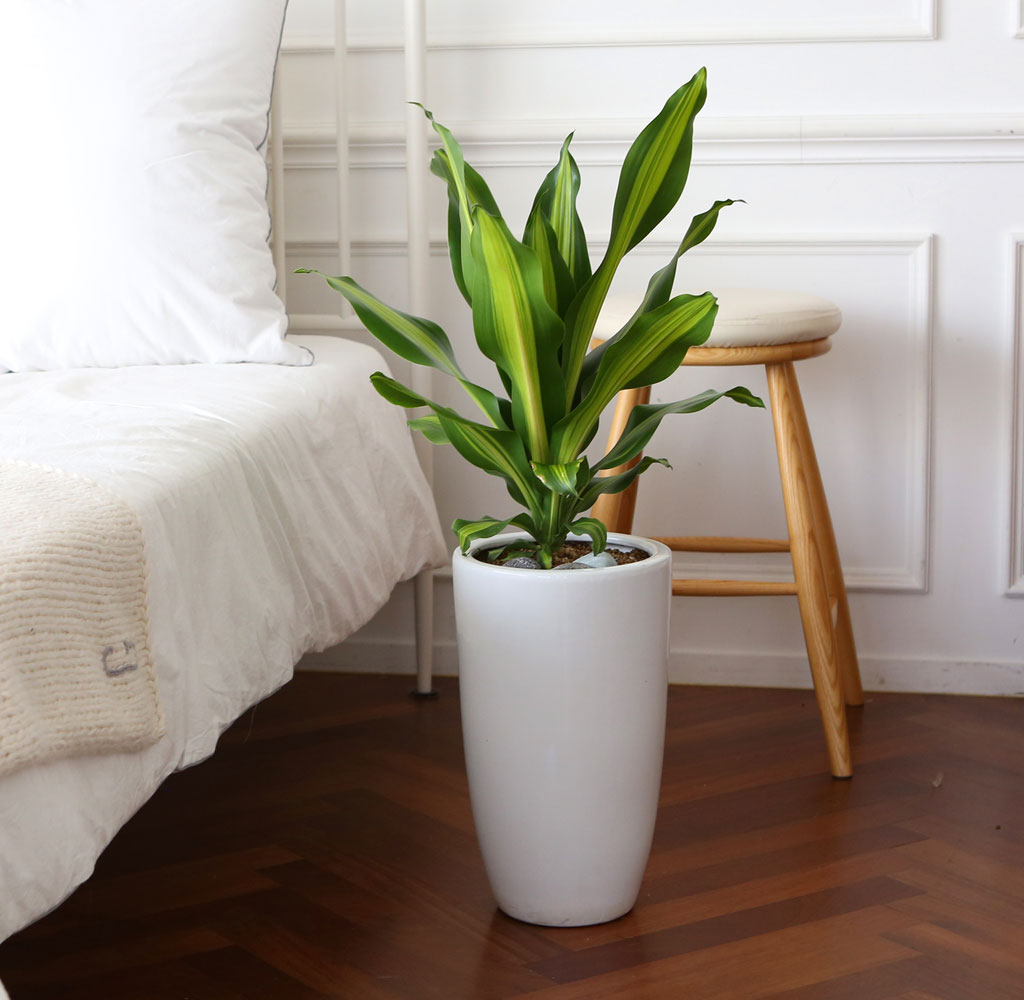 코로나이겨내자 면역력을 길러주는 식물베스트 -드라세나 맛상게아나