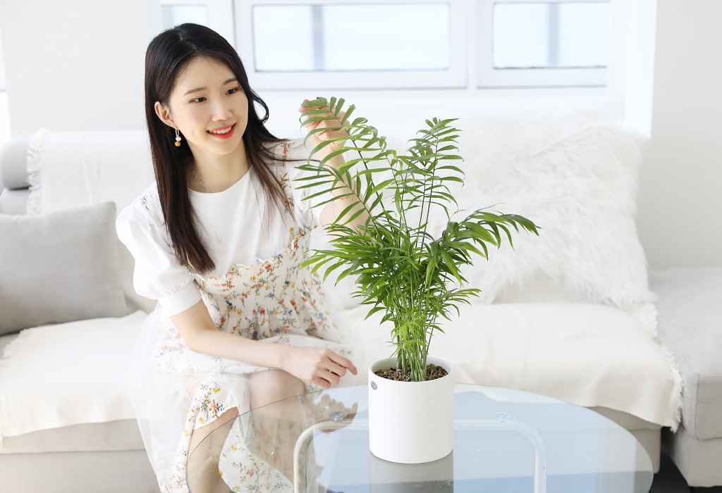 <div class="dd-small-t">책상에서 느끼는 휴양지</div>
<div class="dd-large-t">아레카 야자</div>
<div class="dd-c">공기 정화 능력이 탁월해요</div>