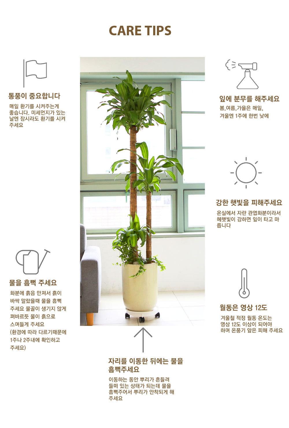 개업축하대표화분 - 상쾌한 아침공기의 풍성한 산세베리아 (화분변경)