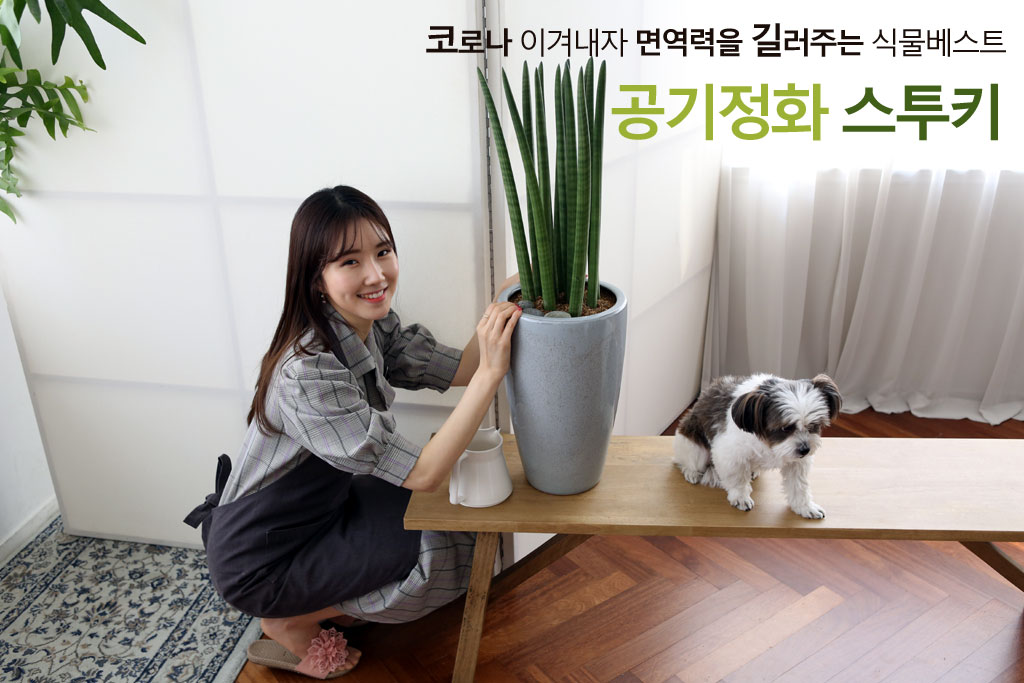 면역력을 길러주는 식물 - 스투키