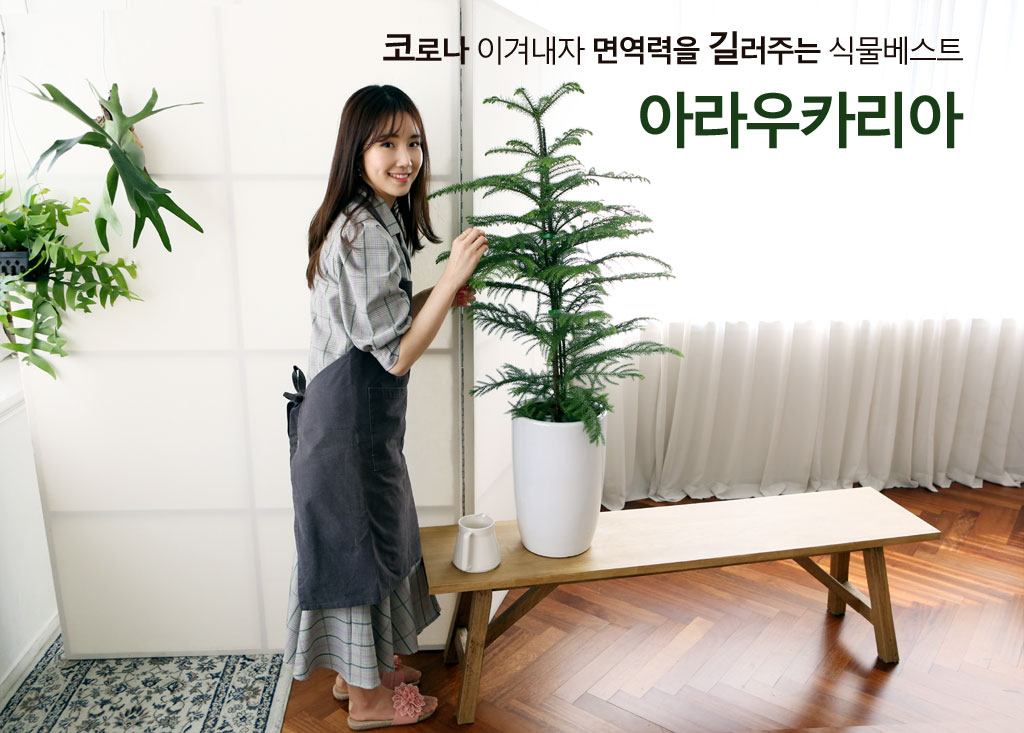 코로나이겨내자 면역력을 길러주는 식물베스트 - 아라우카리아
