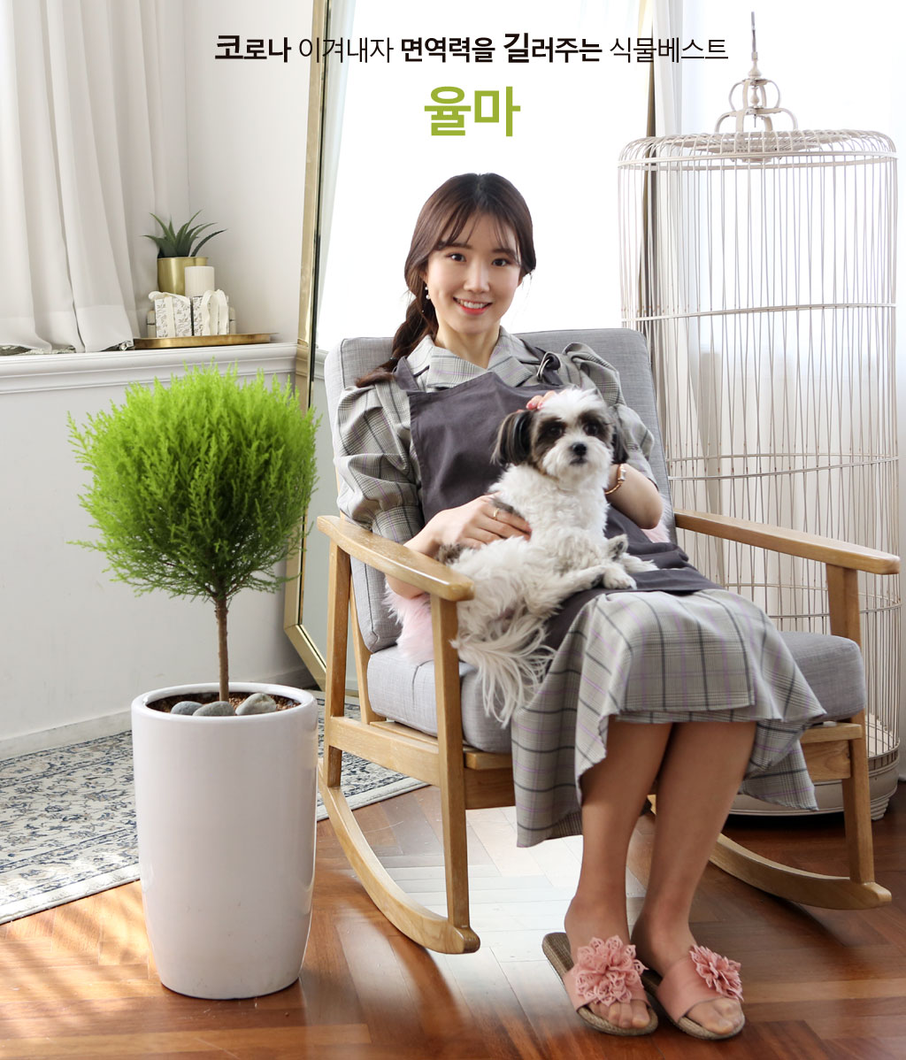 손으로 가볍게 만지면 레몬향이 나는 율마입니다.
플랜테리어, 공기정화 식물로 인기가 많습니다.