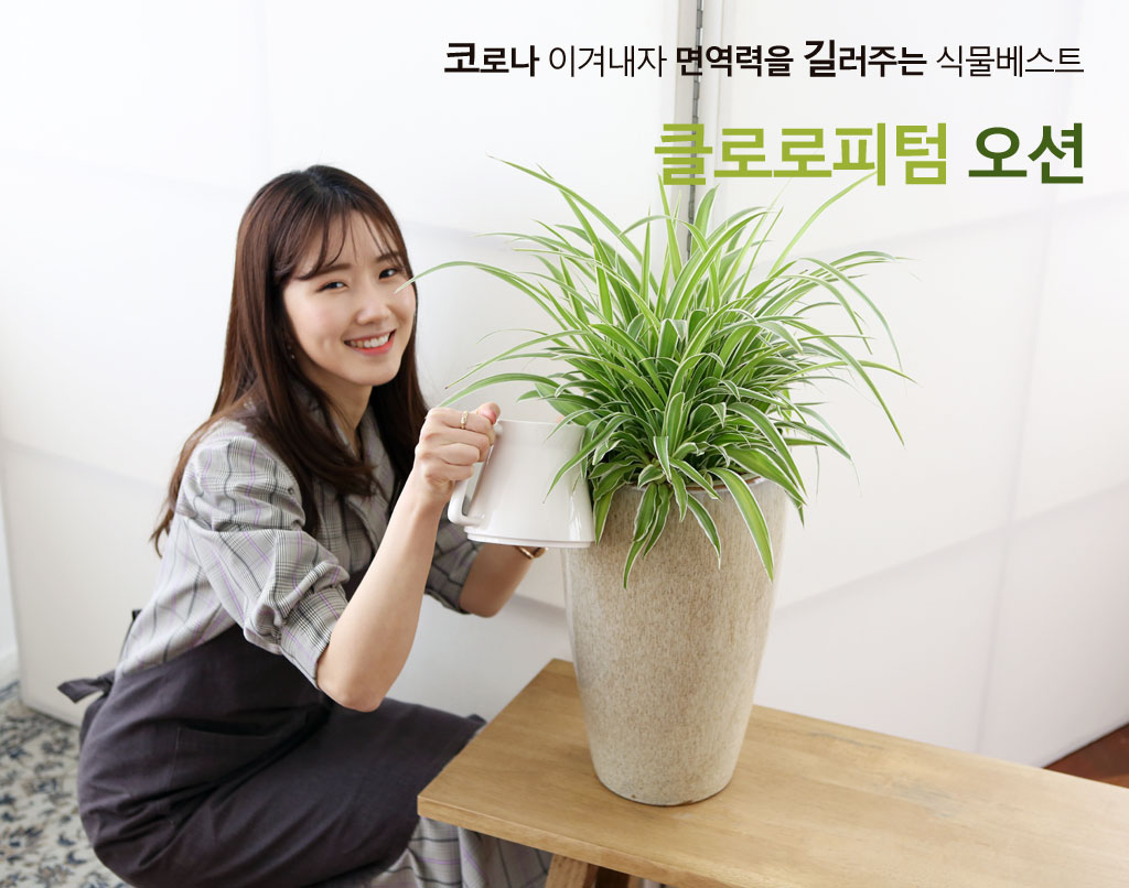 코로나이겨내자 면역력을 길러주는 식물베스트 - 클로로피텀 오션