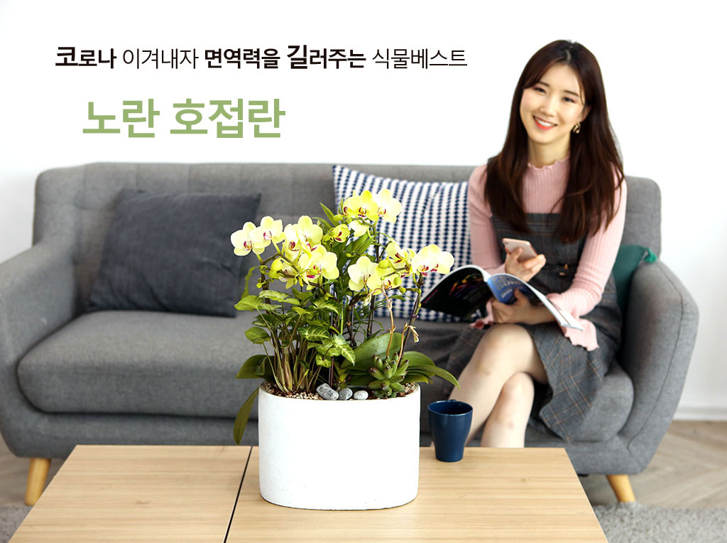 감사와 존경의 선물로 최고선물 서양란 - 노랑호접란 포춘