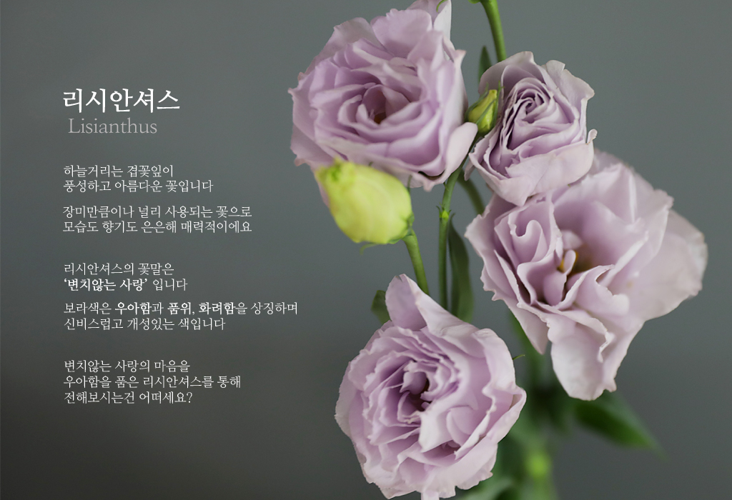 연보라 리시안셔스 / 1대