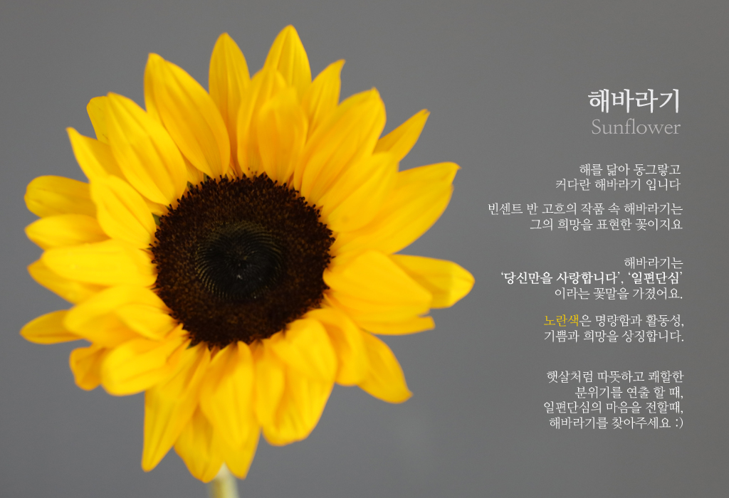 해바라기 / 1대