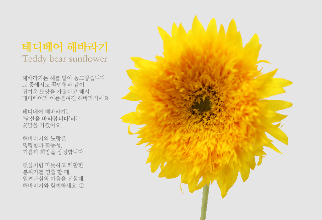 테디베어 해바라기 / 1대