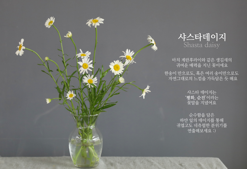 데이지 / 1대