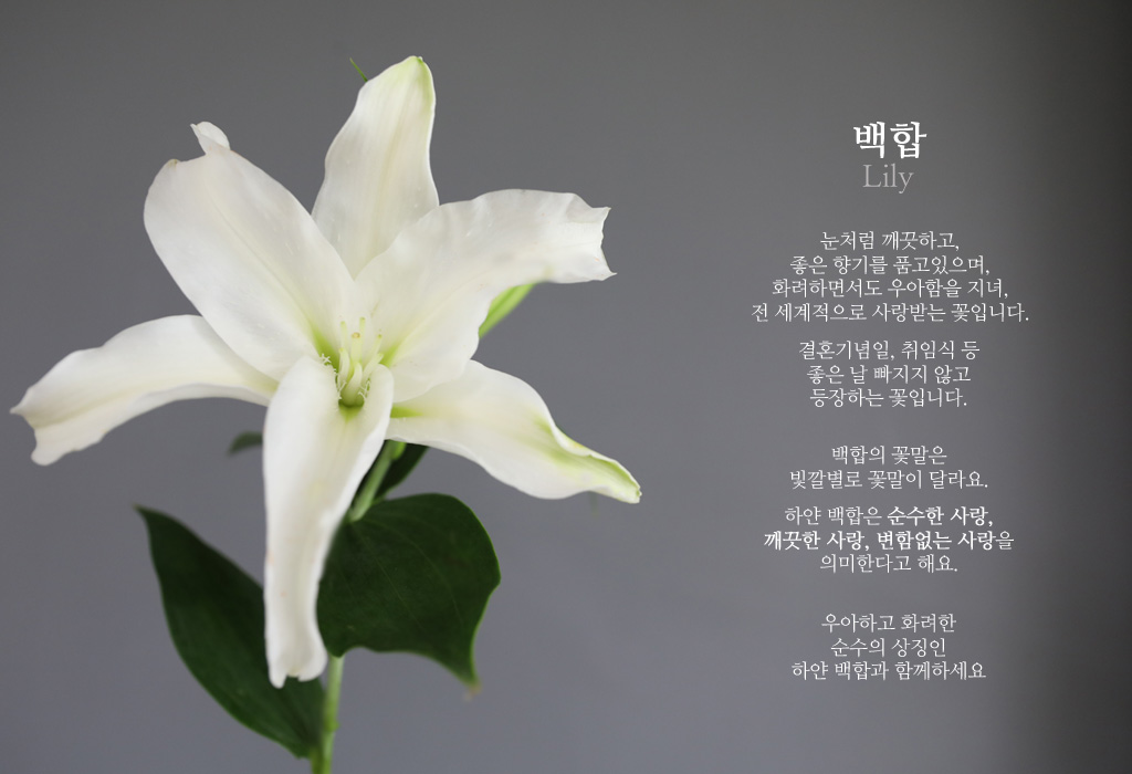 화이트 백합 / 1대
