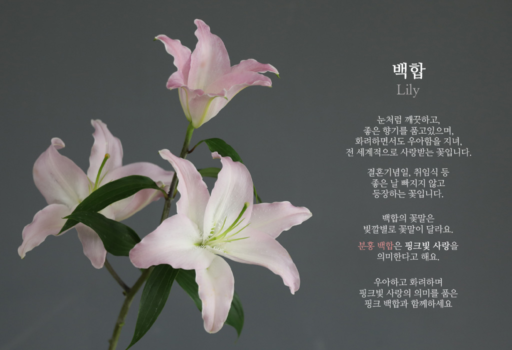 핑크 백합 / 1대