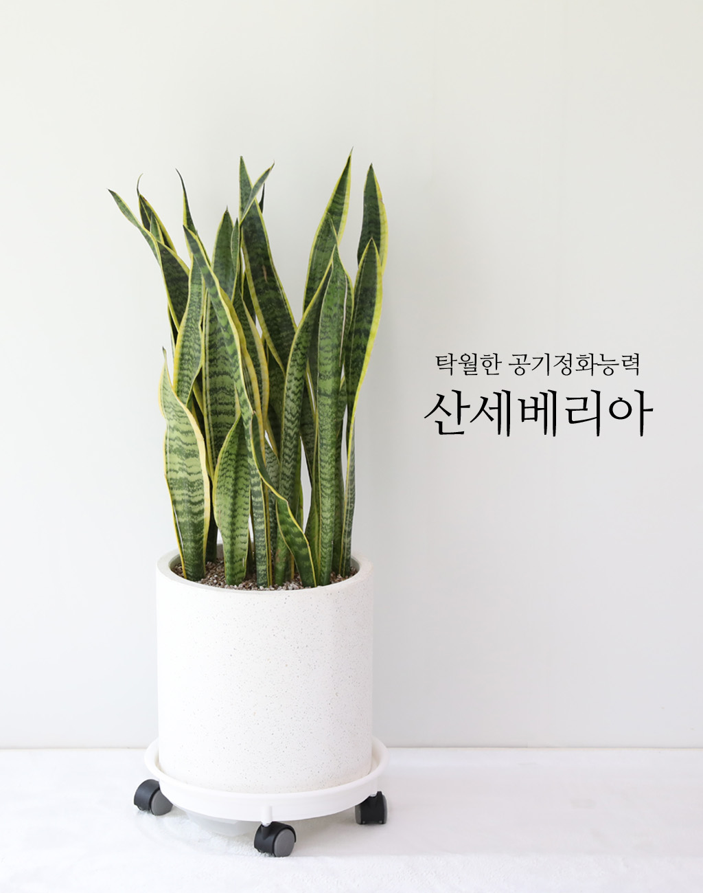 대표 공기정화 식물 - 산세베리아