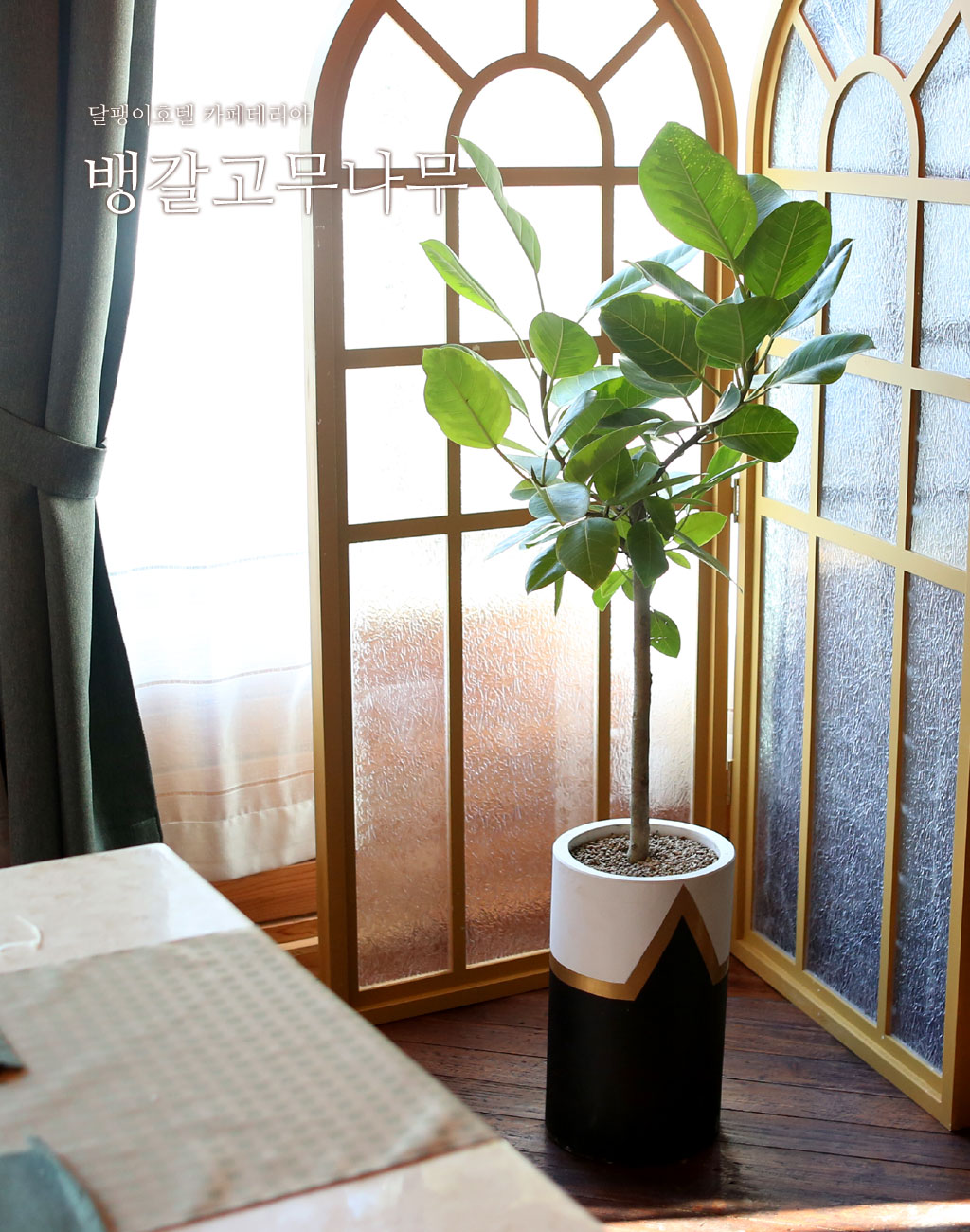 <div style="font-size:1.8em; font-weight:700; font-family: 'Noto Serif KR', serif; color:#000000; margin-top: 20px;">뱅갈고무나무</div>
열대아시아가 원산지로, '영원한 행복'이라는 꽃말을 가지고 있습니다.