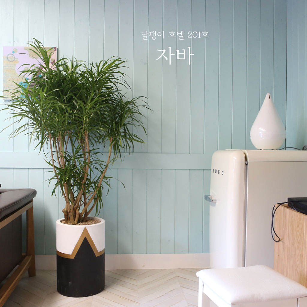 달팽이 호텔-자바