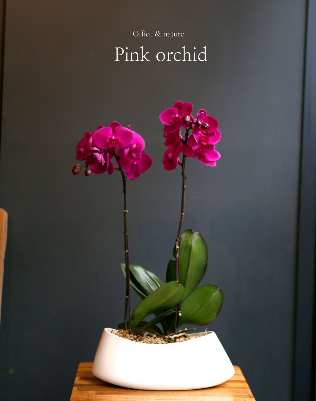 Office & nature Pink orchid **화기변경**
