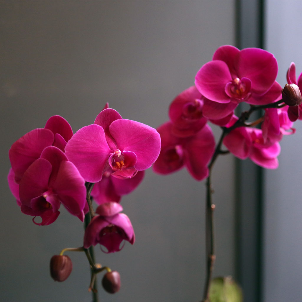 Office & nature Pink orchid **화기변경**