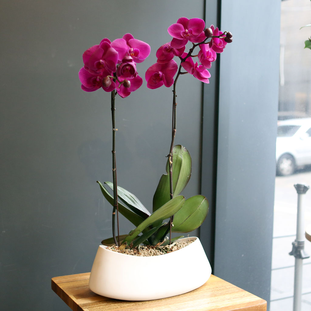 Office & nature Pink orchid **화기변경**