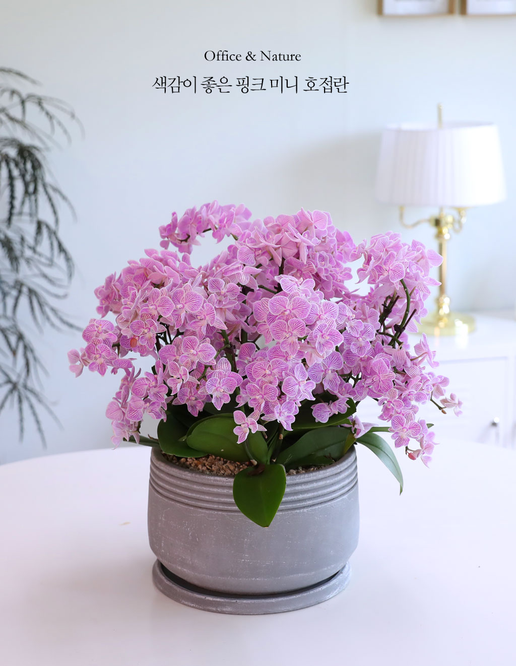 핑크 미니호접란은 풍성한 꽃과 고운 색감으로 실내 공간에 생동감을 더해줍니다.
이 화려한 핑크 호접란은 사무실, 집안 등 다양한 공간에서 우아한 포인트가 되어, 매일매일을 더욱 특별하게 만들어줍니다.