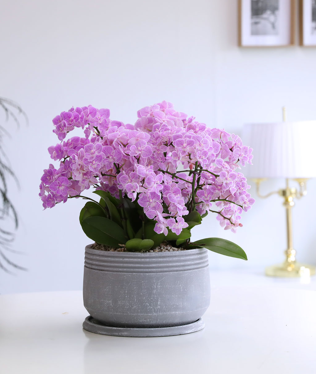 Office & Nature 색감이 고운 핑크 미니호접란