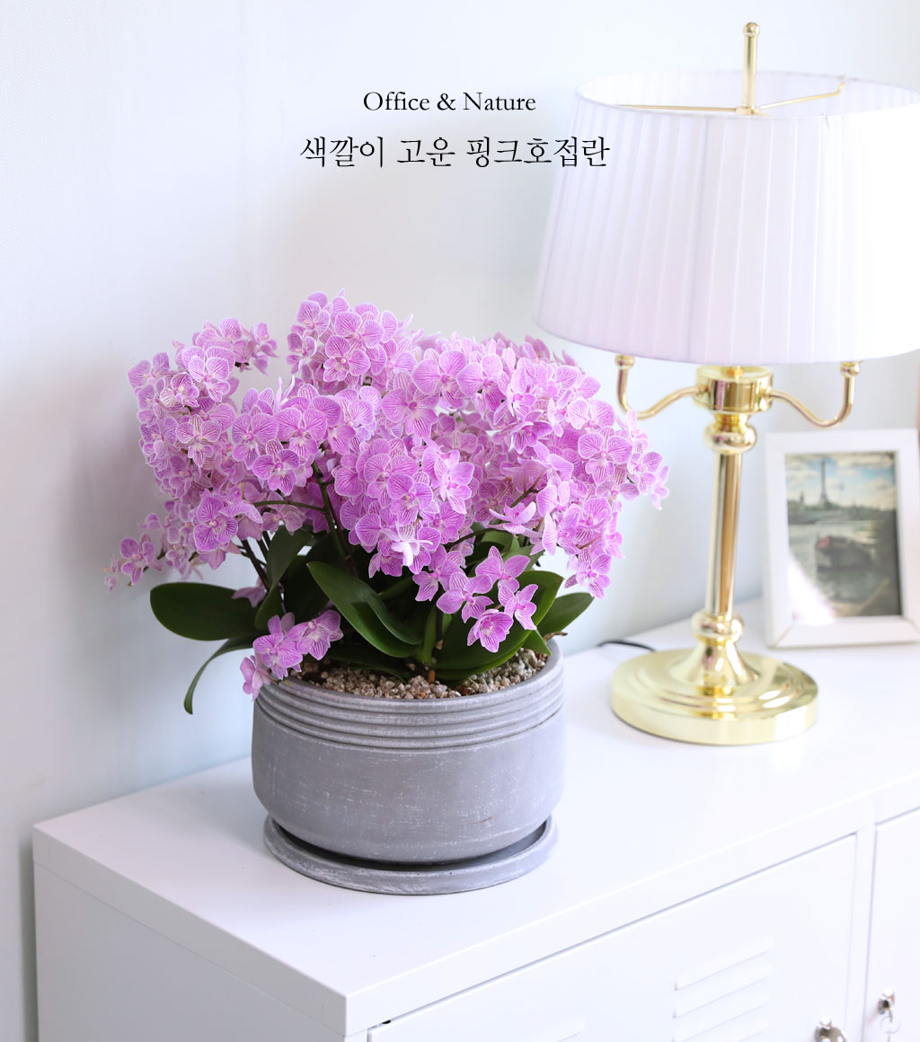 색감이 고운 핑크 미니호접란: 풍성한 핑크 꽃과 세련된 회색 FRP 화분이 어우러진 이 미니호접란은 실내 공간을 우아하고 생동감 있게 꾸며줍니다.
고운 색감과 현대적인 디자인이 매일매일을 특별하게 만들어주며, 21~25도의 최적 온도와 간접광에서 건강하게 자랍니다.
봄과 가을에 두 번 개화하며, 낮과 밤의 온도 차이가 큰 환경에서 더욱 풍성한 꽃을 즐기실 수 있습니다. 핑크 미니호접란으로 공간에 사랑스러운 포인트를 더해보세요!