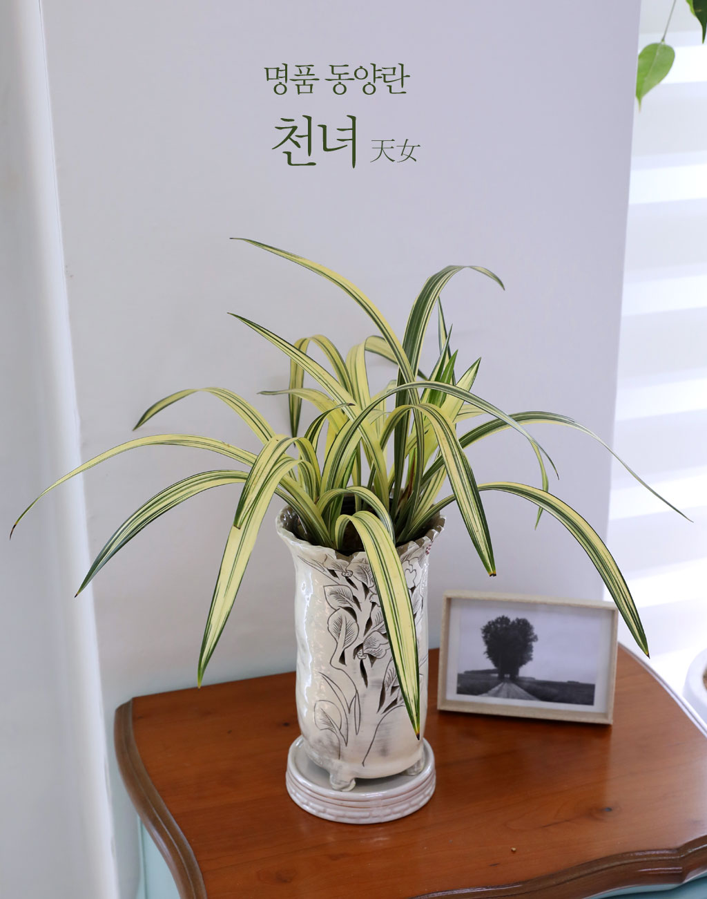 명품동양란 - 천녀