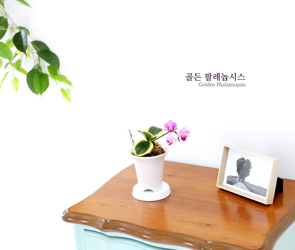 스페셜 동양란 - 행복이 찾아오는 골든 팔레놉시스(호접란)