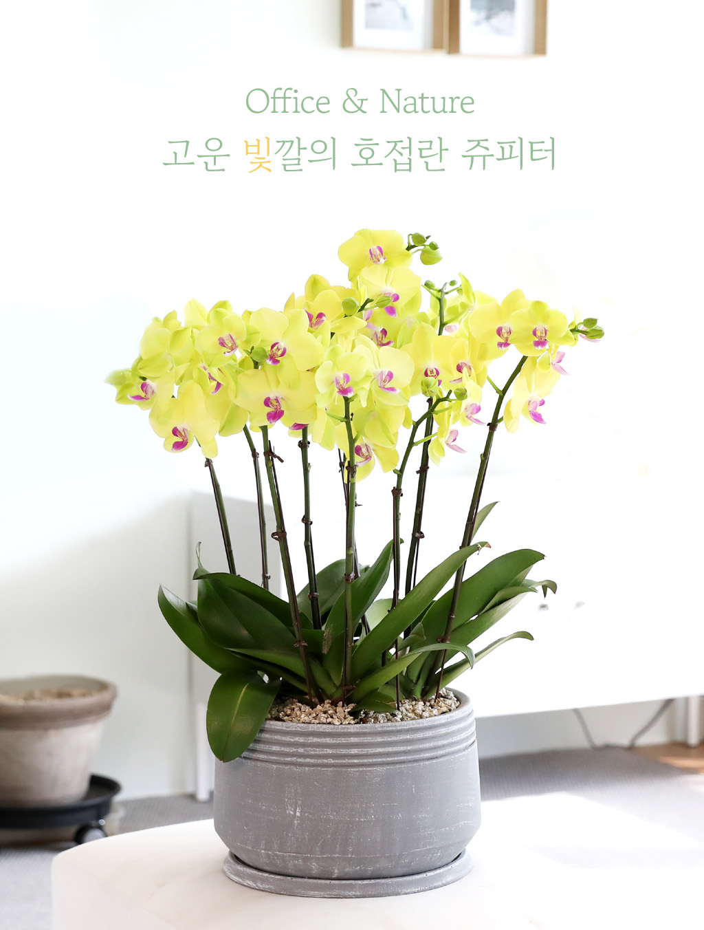 Office & Nature - 고운 빛깔의 호접란 쥬피터 (중)