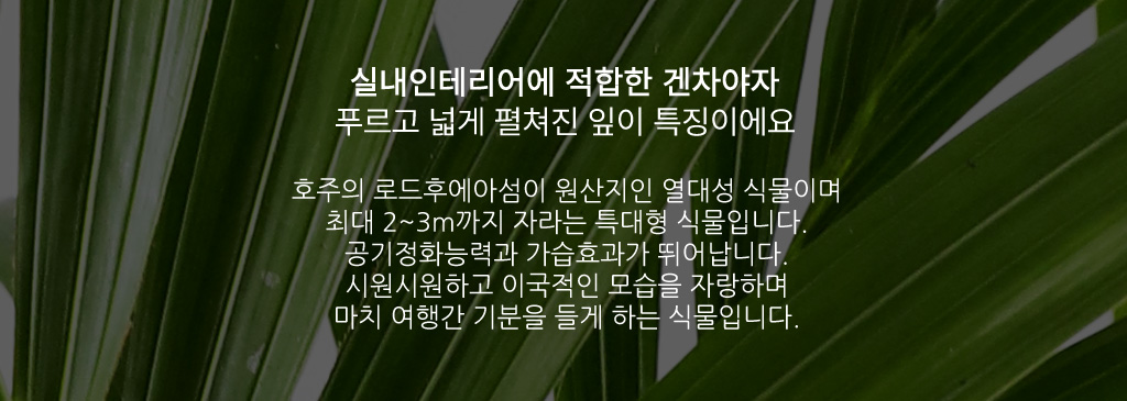 우리집 인테리어식물 - 겐차야자