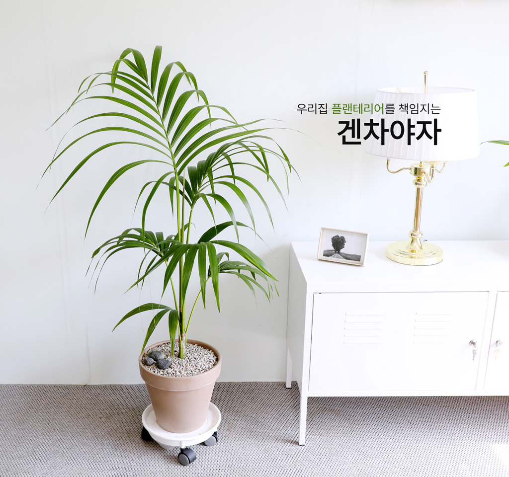 우리집 인테리어식물 - 겐차야자