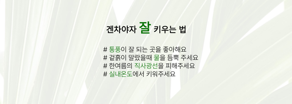 우리집 인테리어식물 - 겐차야자