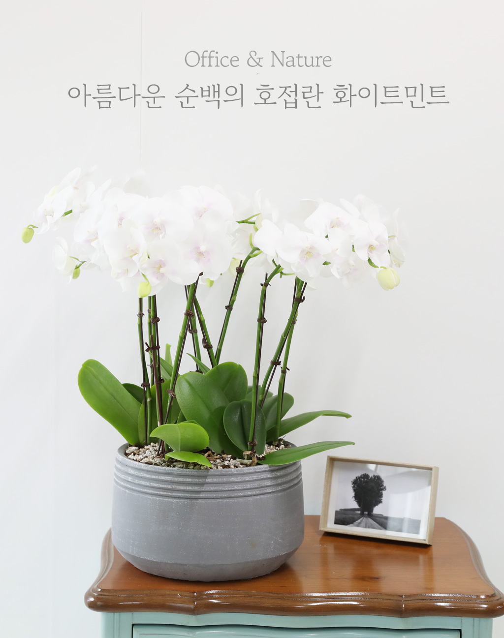 Office & Nature - 아름다운 순백의 호접란 화이트민트 (중)
