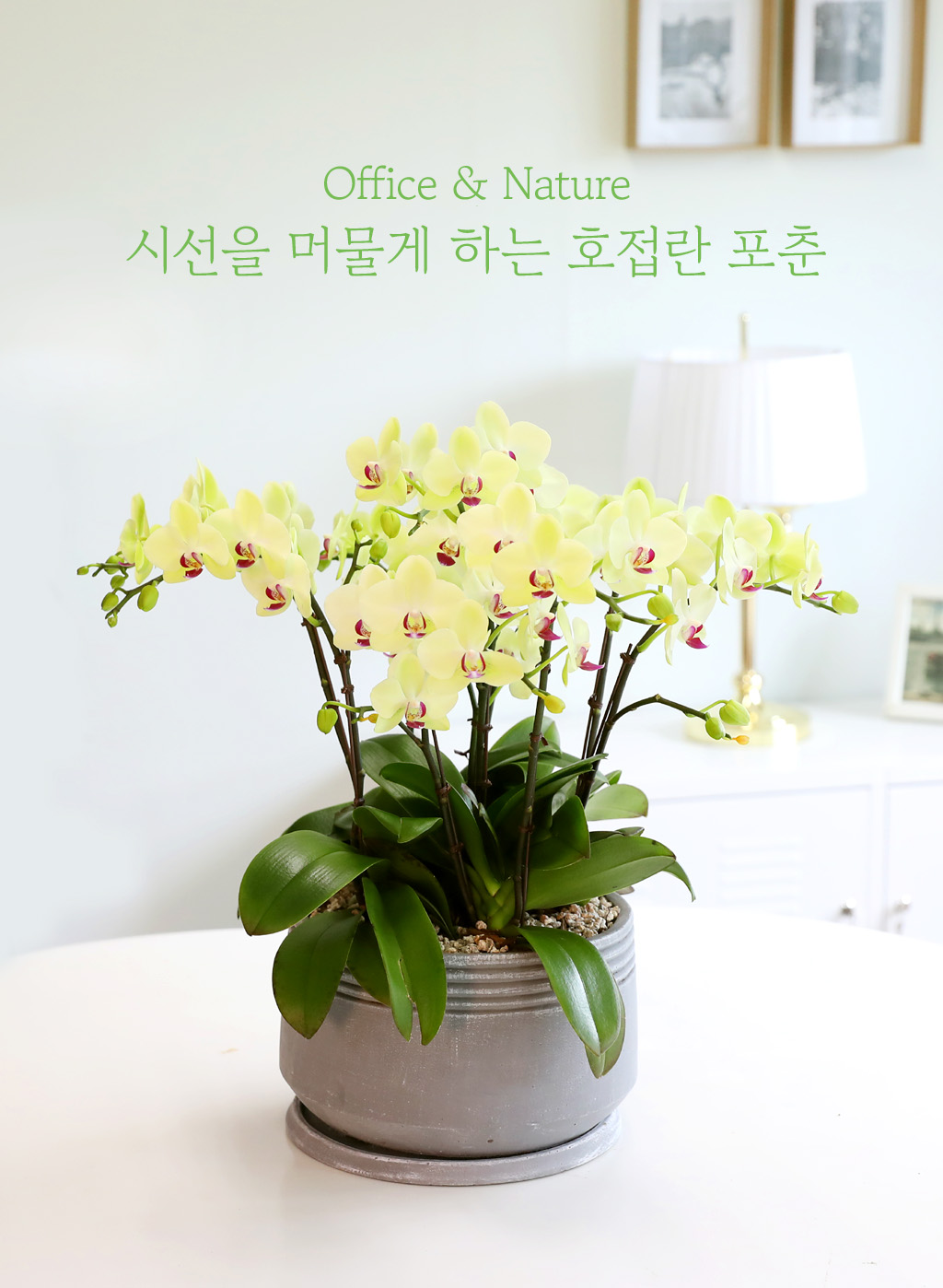 Office & Nature - 시선을 머물게 하는 호접란 포춘 (중)