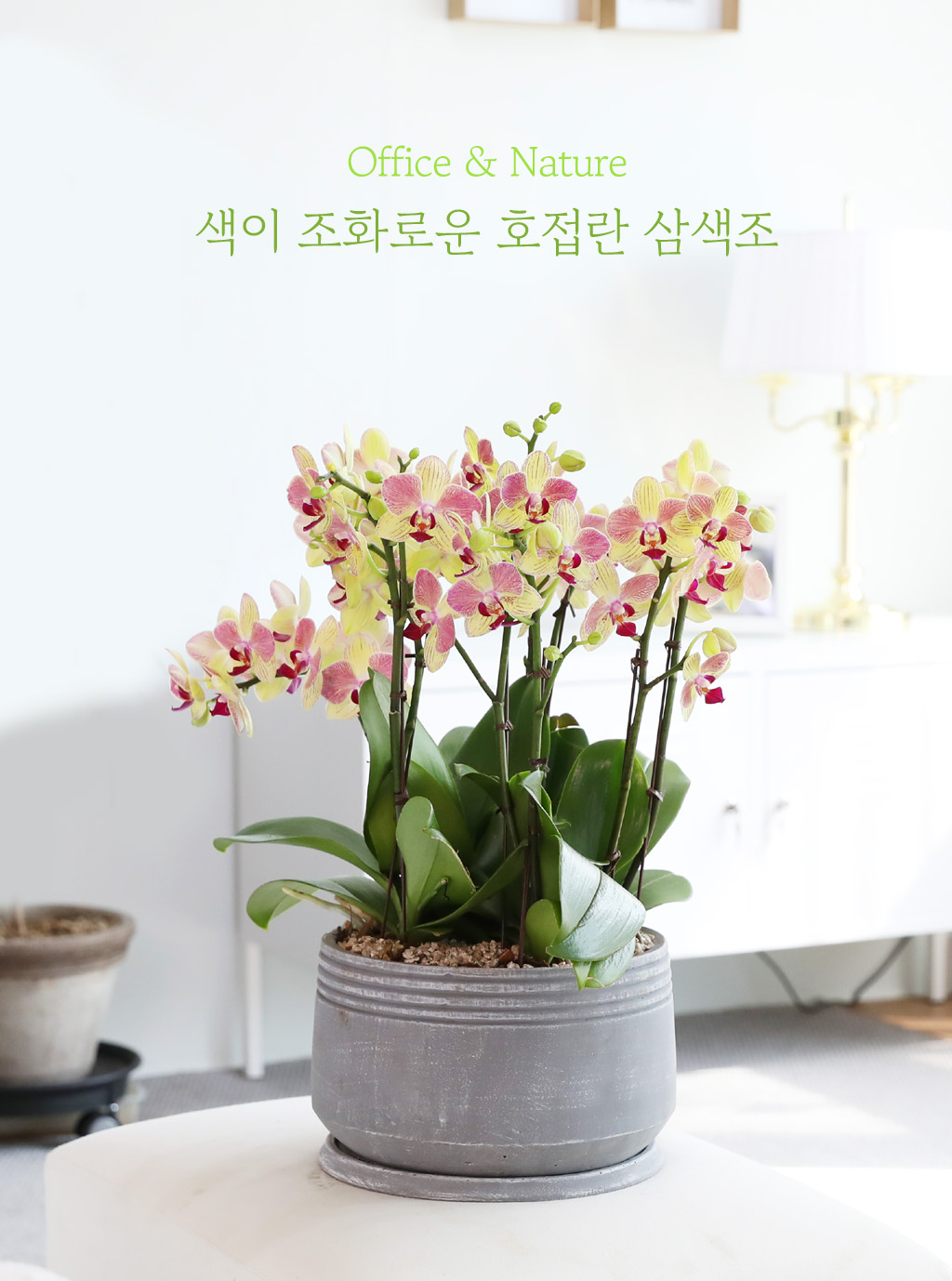 최근 들어 인기가 많은 서양란 중에 하나입니다.