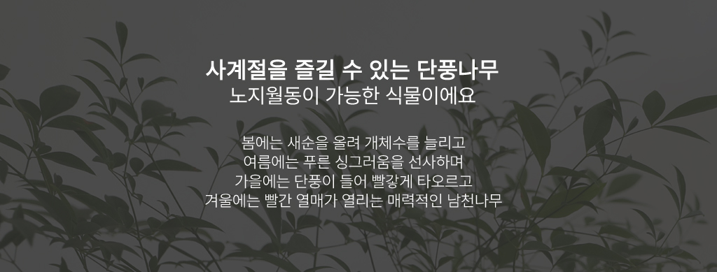 사계절 아름다운 단풍나무 - 남천나무
