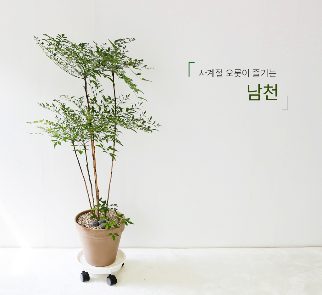 사계절 아름다운 단풍나무 - 남천나무