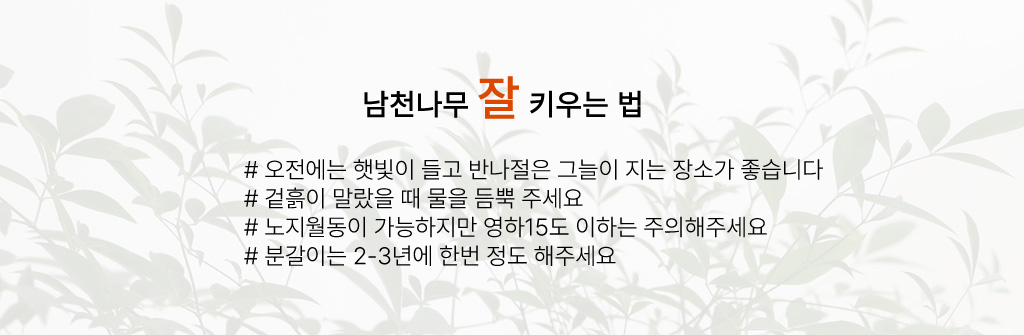 사계절 아름다운 단풍나무 - 남천나무