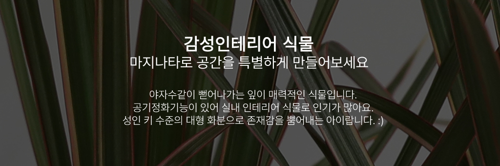 감성인테리어 대형화분 - 드라세나 마지나타