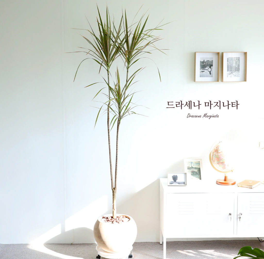 감성인테리어 대형화분 - 드라세나 마지나타