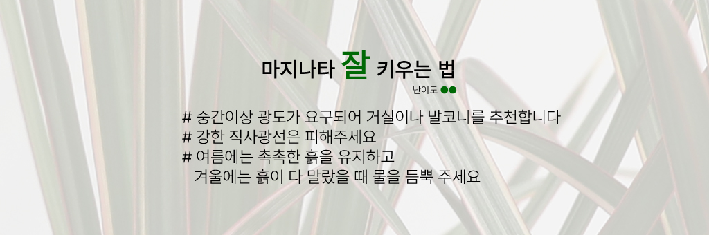 마지나타 잘 키우는 법
#중간이상 광도가 요구되어 거실이나 발코니를 추천합니다
#강한 직사광선은 피해주세요
#여름에는 촉촉한 흙을 유지하고 겨울에는 흙이 다 말랐을 때 물을 듬뿍 주세요